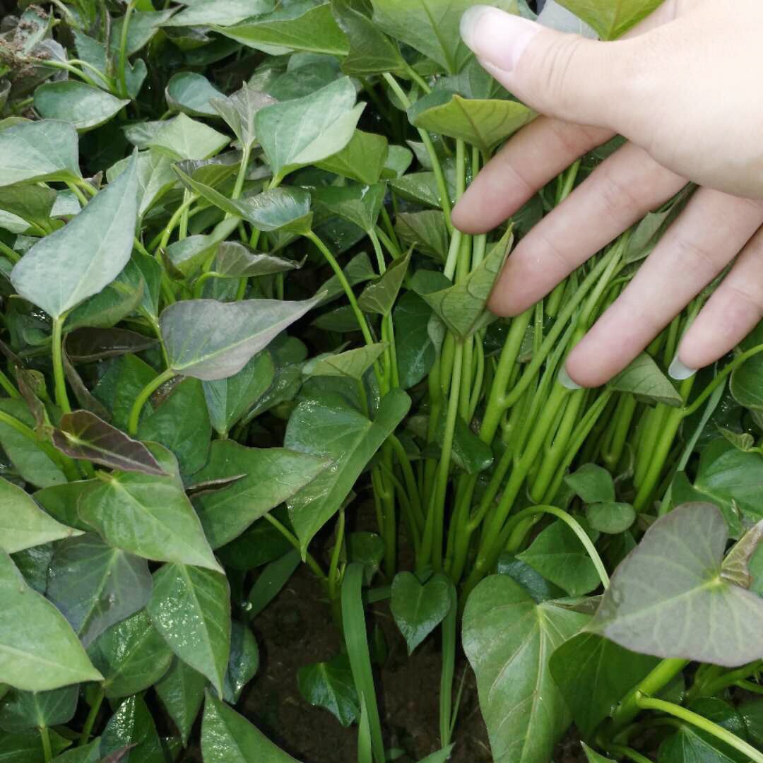 秋天剪下1根红薯藤,插盆土里,能吃一个冬天,收获一茬又一茬!