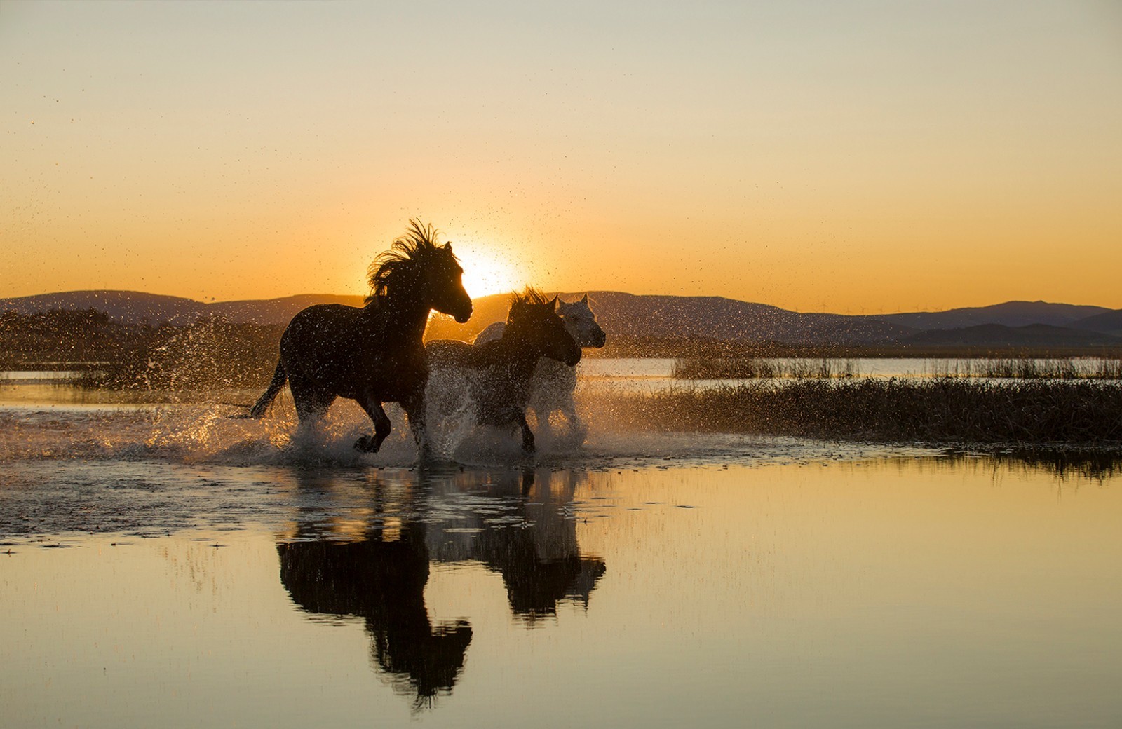 风光摄影:乌兰布统奔马图