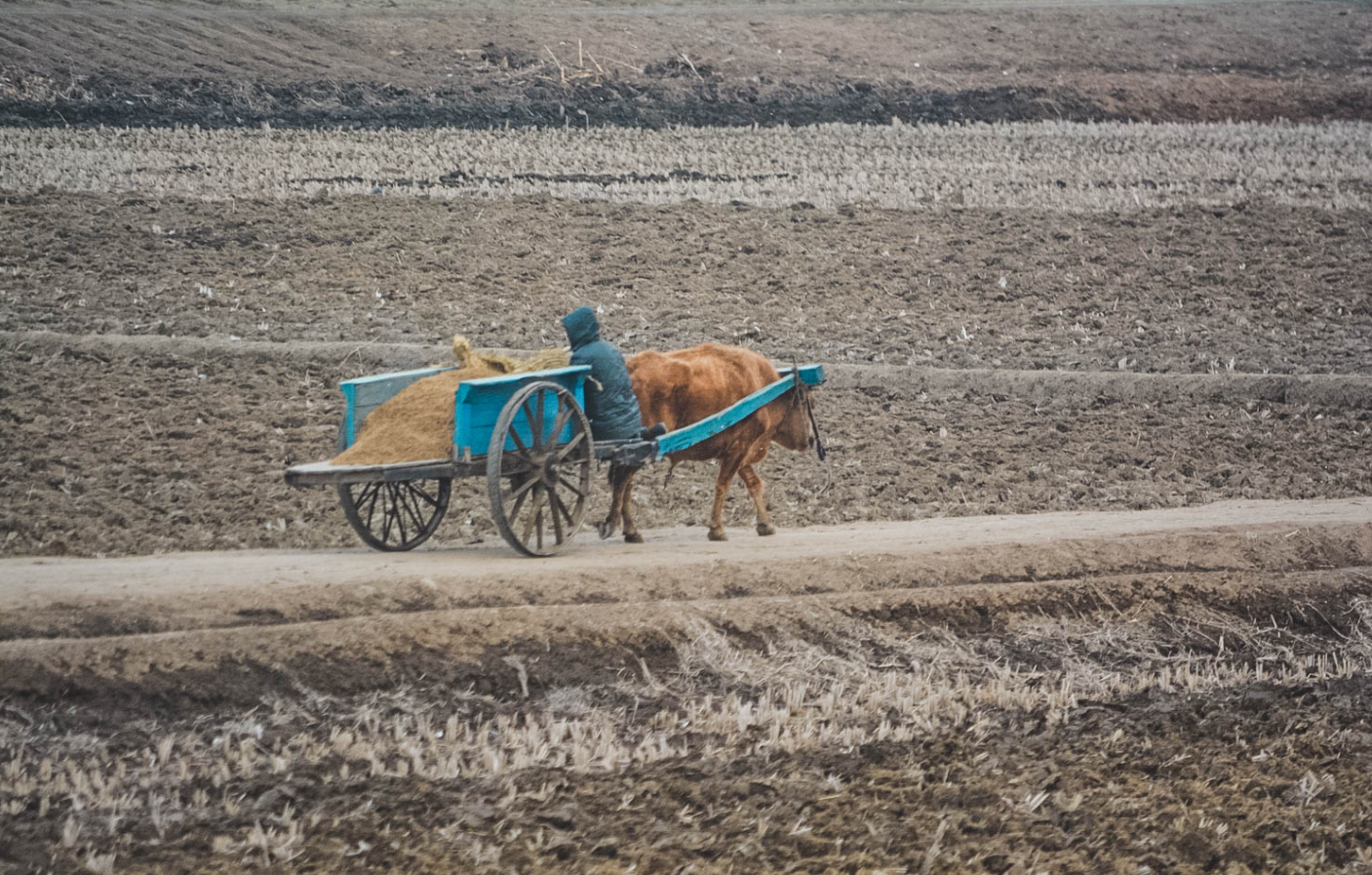 图为朝鲜农村地区的牛车,拉着一车黄沙,一名男子坐在车上