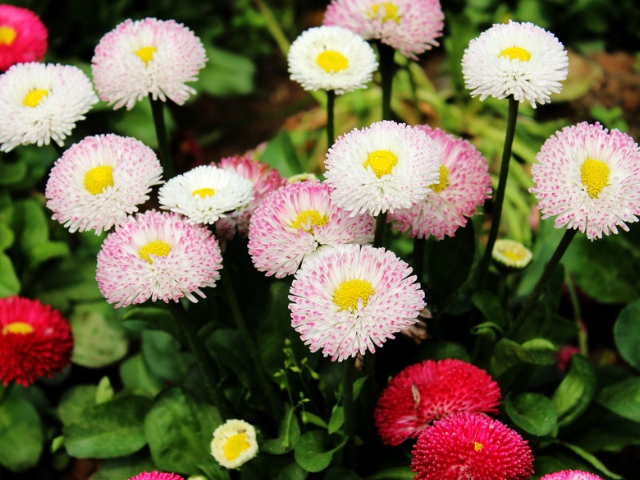 翠菊花色鲜艳,开花丰盛,主要用于盆栽和庭园观赏