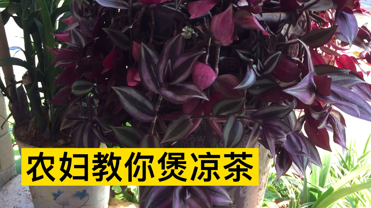 “道听途说”农妇教你煲凉茶!