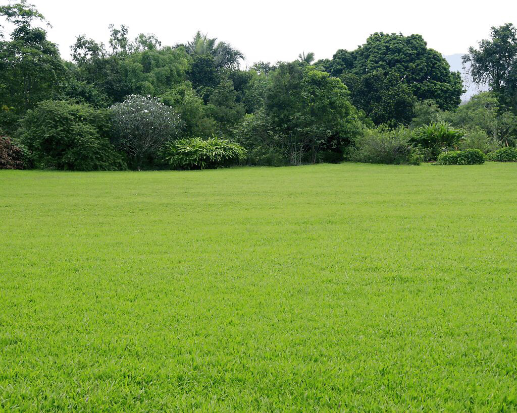 百度爱采购首页 商品专题_庭院草坪花园当草坪上的草长到一定的高度的