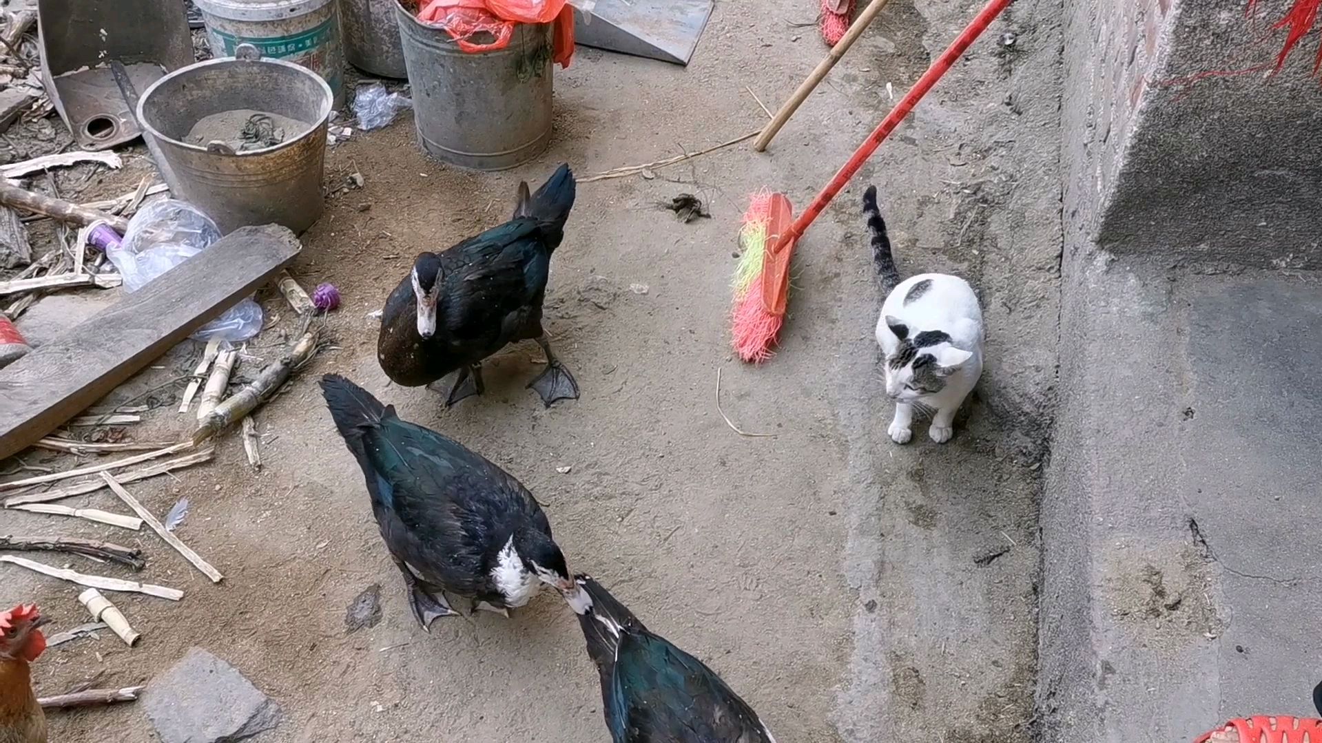 现在农村人,都喜欢养这种鸭,这种鸭叫做卢鸭
