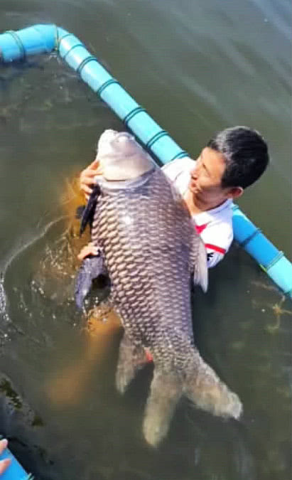 渔民捕获30斤"巨鲫"?原来为外来物种,网友:希望这种鱼泛滥