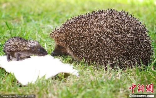 英团体救助"最胖"刺猬 欲制定计划助其节食减肥