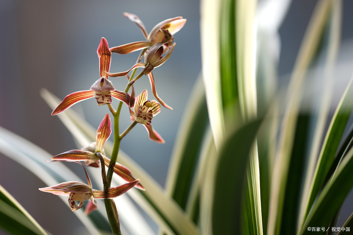 墨兰企黑的养殖方法和注意事项