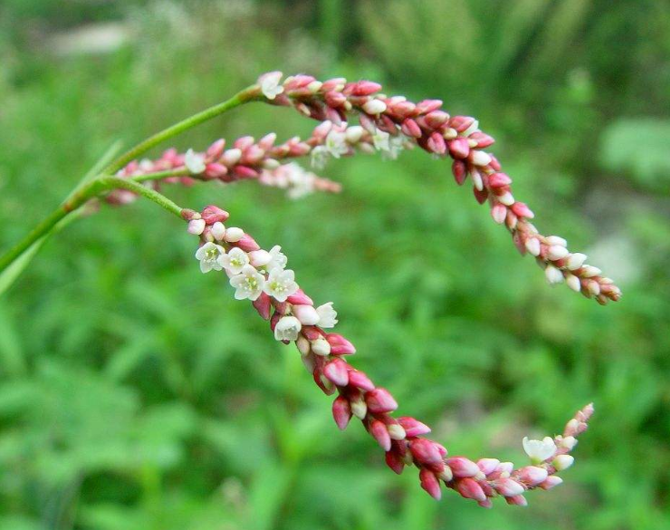 常见的一种野草,俗称"刀枪药",止血效果显著,你见过吗?