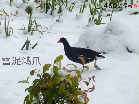 苏轼告诉你如何完成人生的逆袭!雪泥鸿爪,人生如是