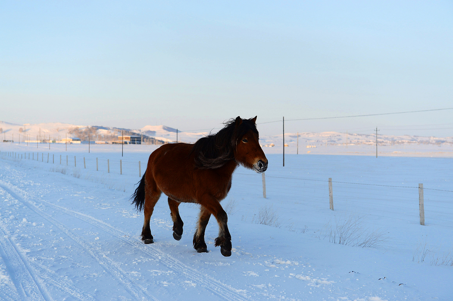 《调笑令 · 胡马》唐·韦应物 胡马,胡马,远放燕支山下.
