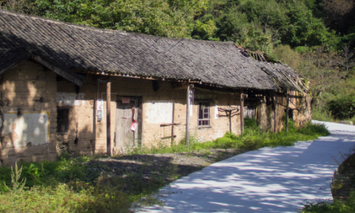 房子不住爛得快,眼看就要被野草和灌木完全吞噬