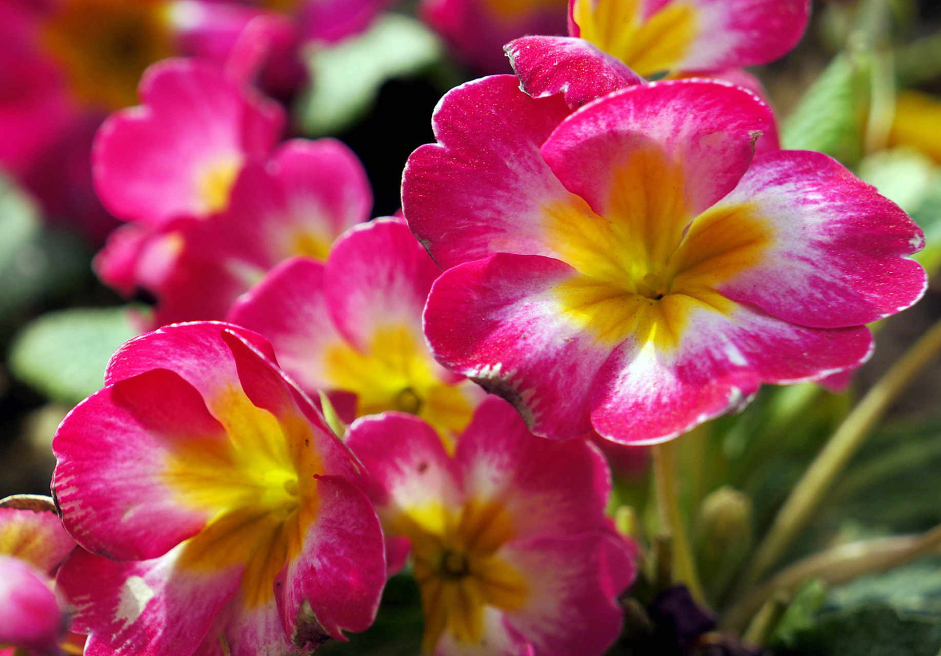 每日花语# 报春花的花语很多,寓意也跟花语相呼应.