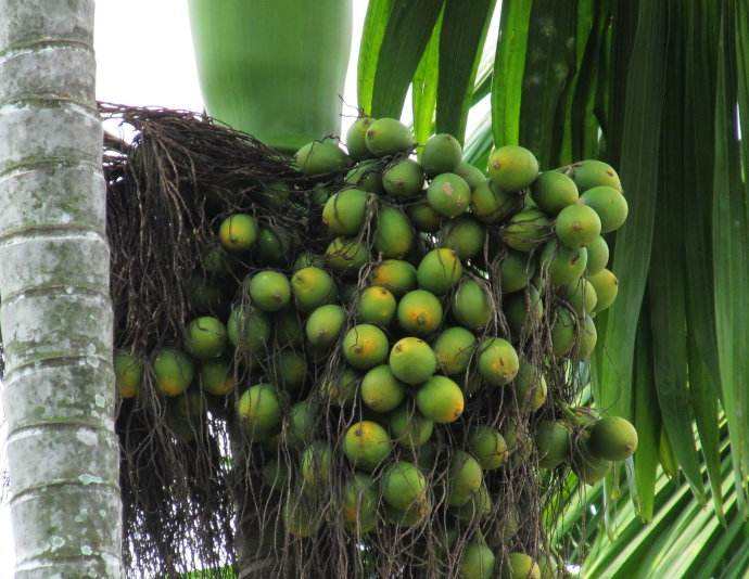 槟榔种植 - 2020年最新商品信息聚合专区 - 百度爱采购