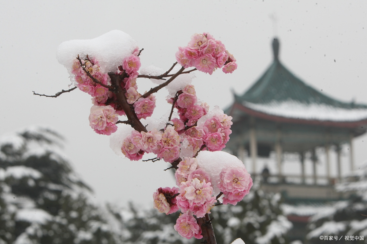 三月花神·桃花(二):桃花雪水洗冰肌