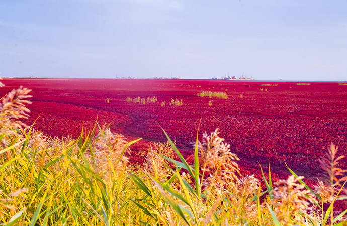 盘锦红海滩热烈如火,带给你心灵的震撼,来约吧!