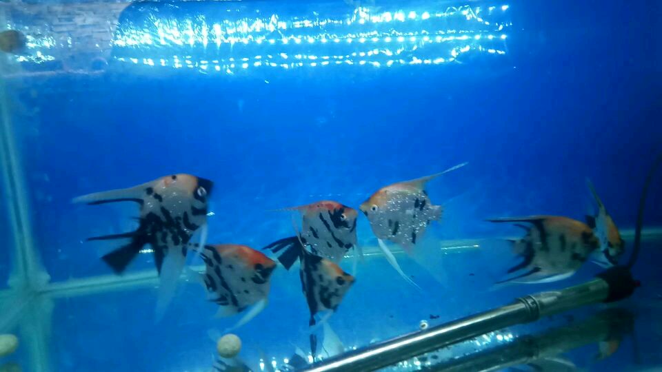 不知道燕鱼怎么分公母,请看这个视频吧