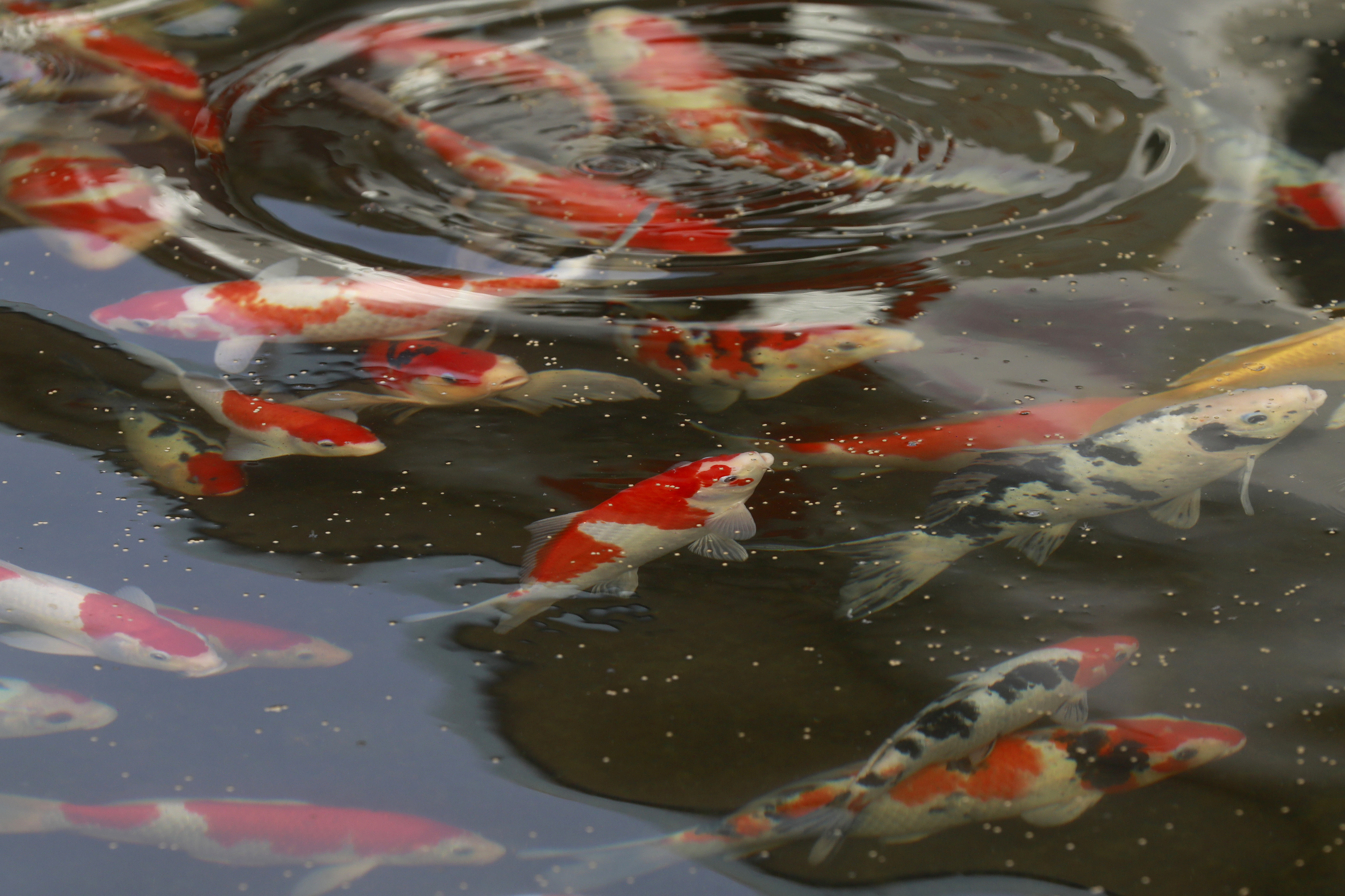 江苏盱眙:发展观赏鱼养殖 调结构促增收(1)