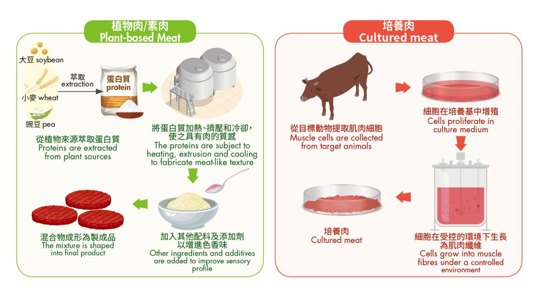 人造肉,有望助力新的食材革命?(细胞培育肉篇)