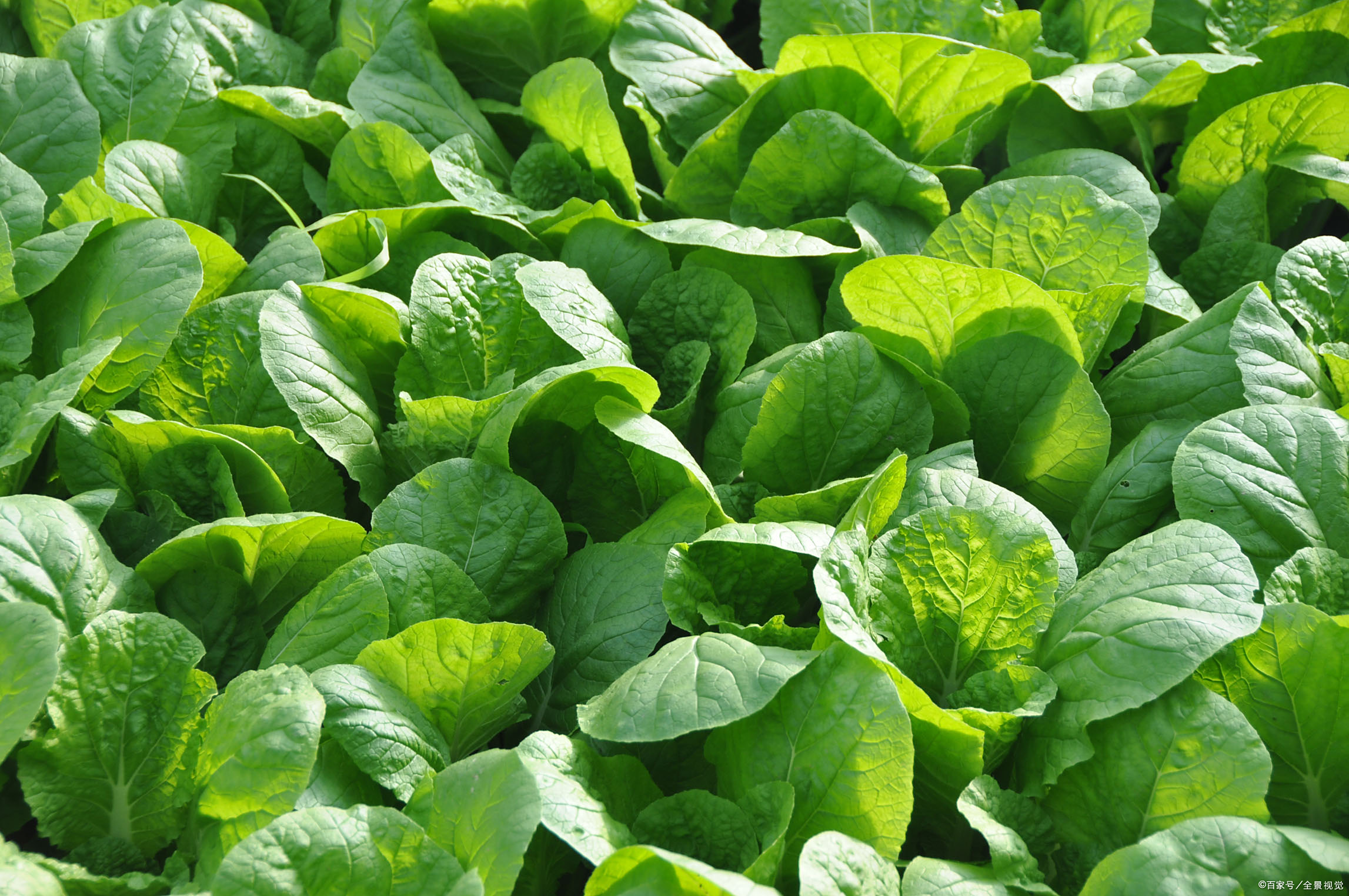 青菜- 热门商品专区