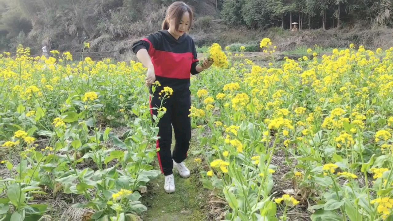 白菜吃不完开花了,摘来炒鸡蛋,意想不到的美味