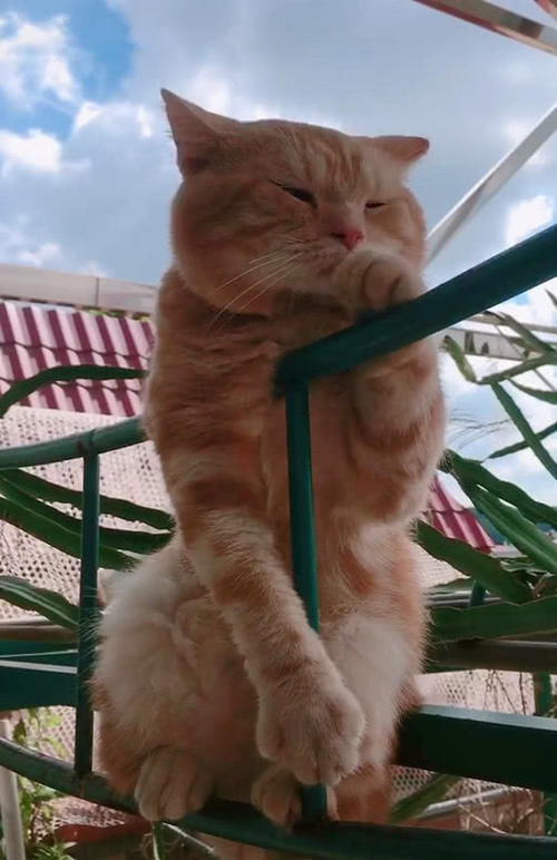 猫咪喜欢趴在栏杆上,总感觉很忧伤,喵:我什么时候才有女朋友?
