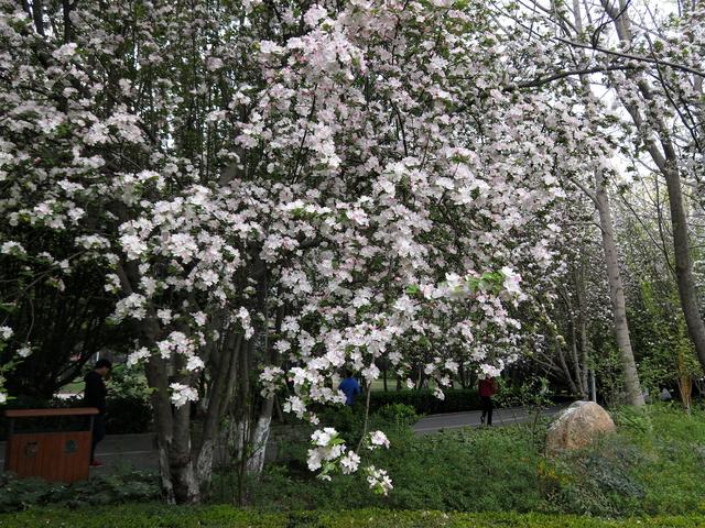 千樹萬樹海棠開,滿園花香撲鼻來,鄭州碧沙崗公園開啟看花模式