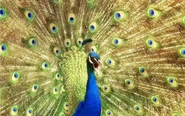 疯狂的大益"千羽孔雀",这场泛金融期货游戏是养鸟还是卖茶?