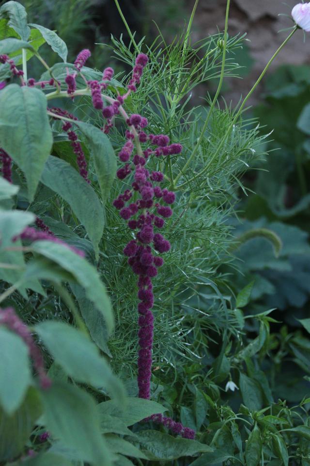 花开时节《麻花花》