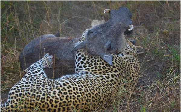 豹子大战野猪 生死搏斗好激烈