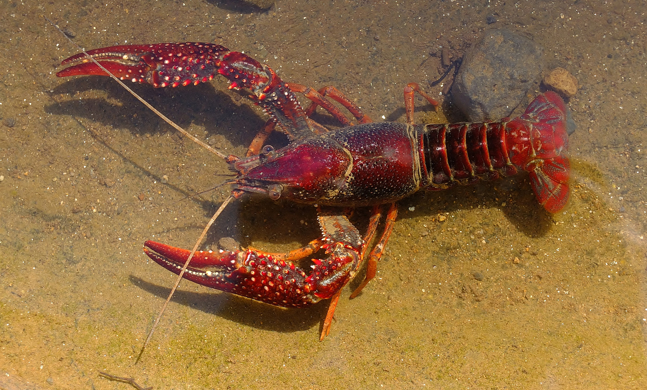 《外来种克氏原螯虾的危害及其防治》一文显示:克氏原螯虾凶残贪食