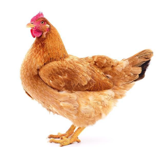 微型鸡每年能产蛋一百枚左右,而且母爱十足,一年能爆窝6到8次!