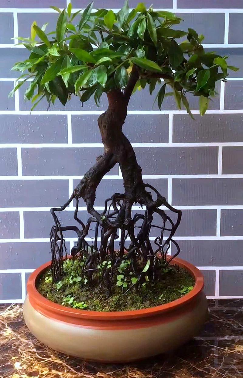 喜欢金弹子的朋友看过来,这里有许多罕见的金弹子盆景可以欣赏哦