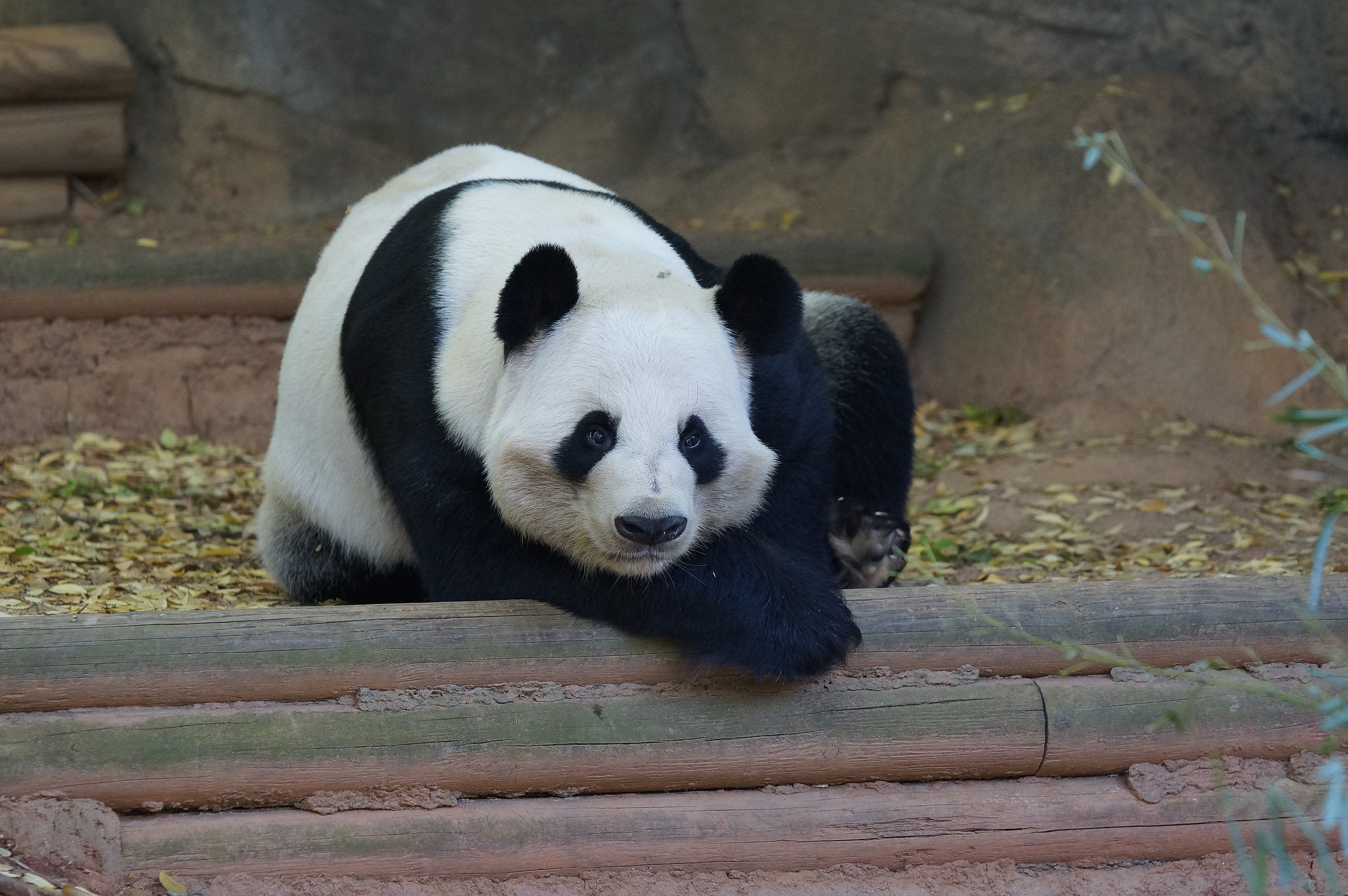 来自美国亚特兰大的大熊猫宝宝洋洋向你问好