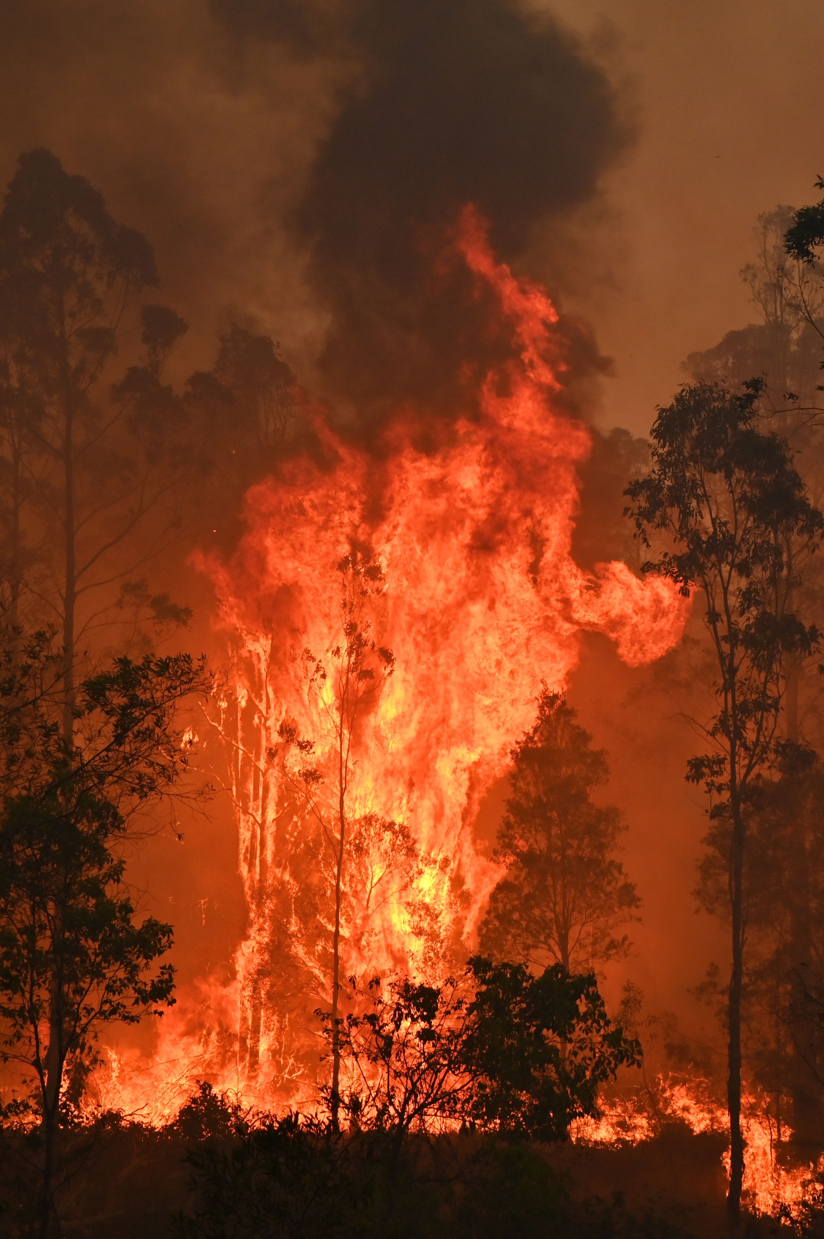 澳大利亚野火致数十人伤亡
