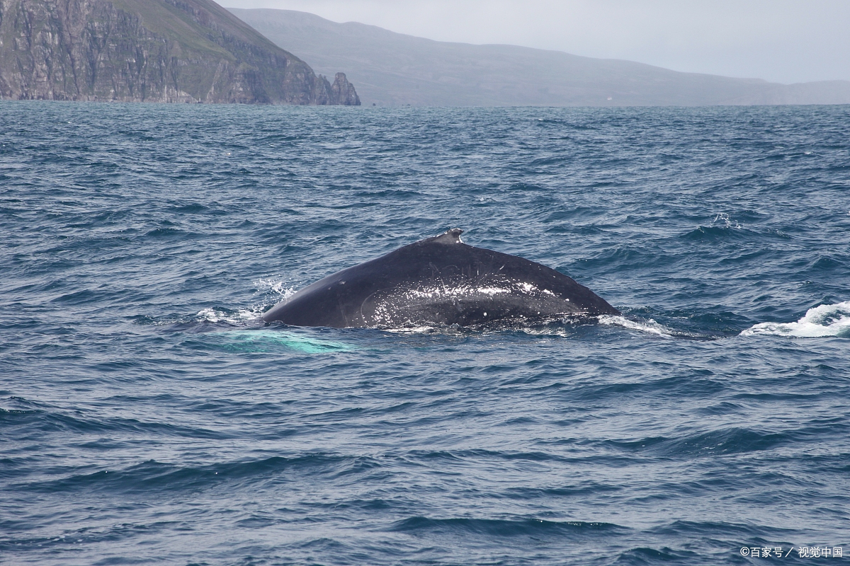 鲸落,深海里的绿洲