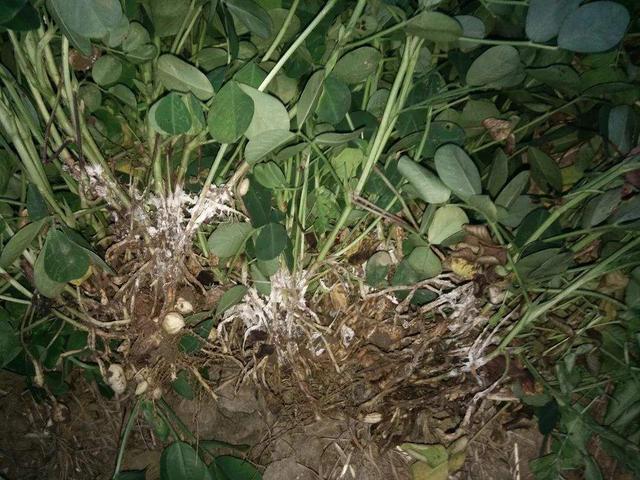 花生白绢病,又称菌核性茎基腐病,俗称白脚病.