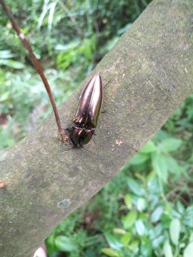 你们见过这个虫子吗?听说如果金黄色的可换一辆丰田卡罗拉