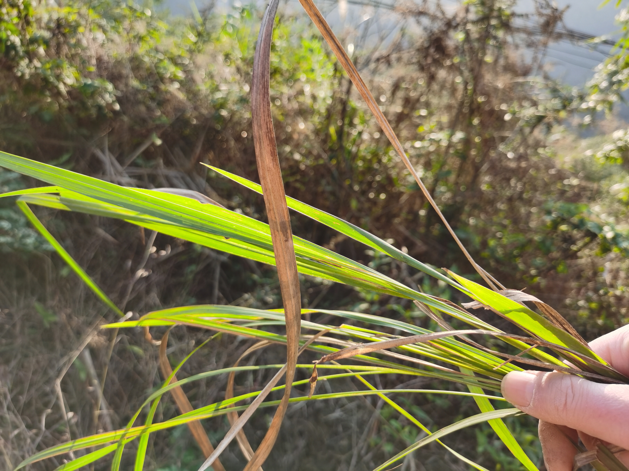 农村山上常见的一种植物"茅草",还有没有价值呢?
