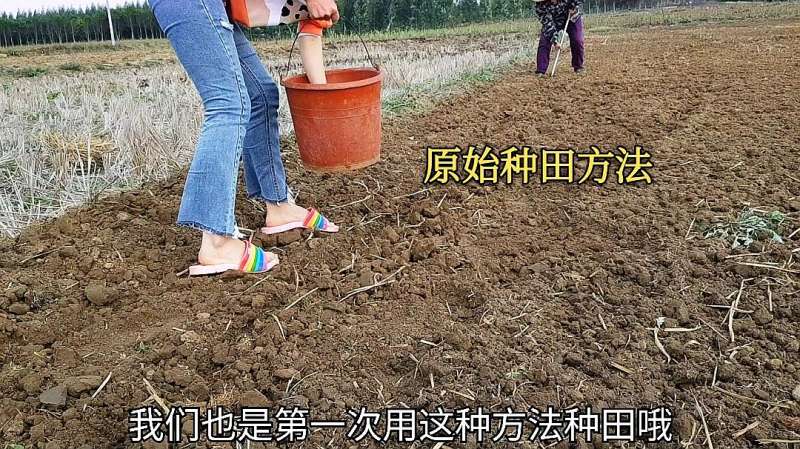 村民都质疑这种原始的种田方法,都是第一次见,这样种田能行吗?,社会,三农,好看视频