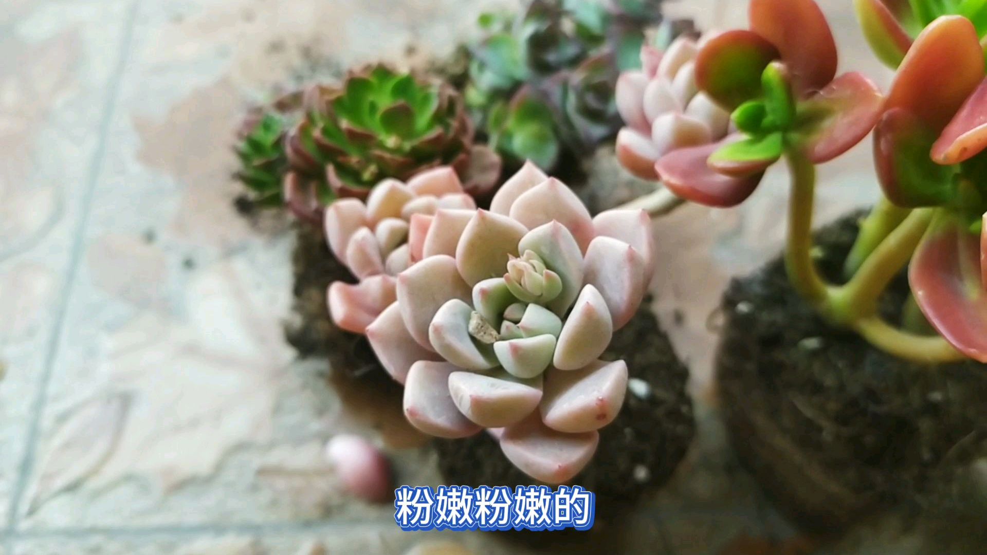95元网购的多肉小老桩到货,开箱一看这价格亏大了,欲哭无泪