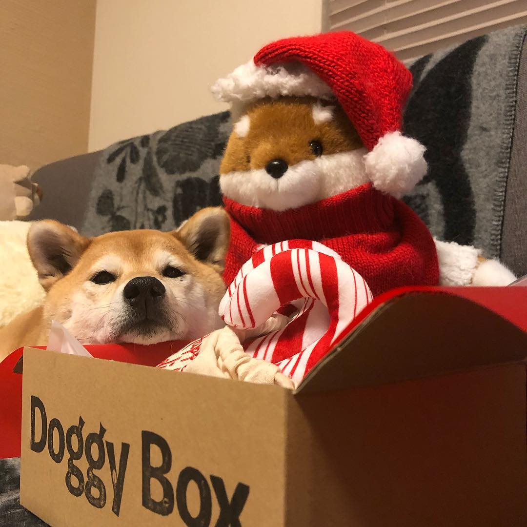 柴犬过圣诞怎么这么搞怪?最后一只太让人羡慕了!
