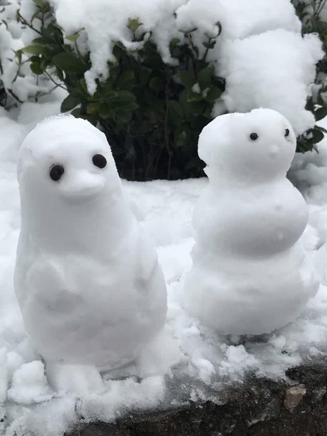 "萌猪"镇楼!南通一场大雪过后 朋友圈堆雪人斗图大赛开始