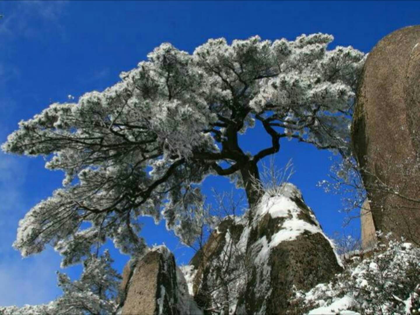 万年松,古诗一首