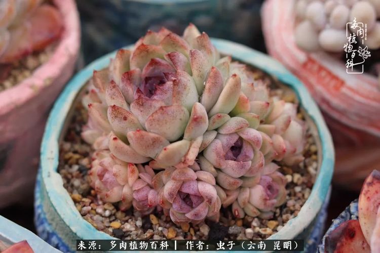 冬日阳光下的多肉音乐会,一起迎接新的未来!