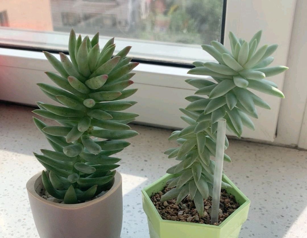 多肉千佛手徒长易倒伏怎么办?撸掉叶子养成多肉悬崖老桩更有味道