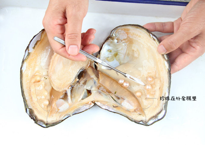 5毫米的外套膜显然太难了.