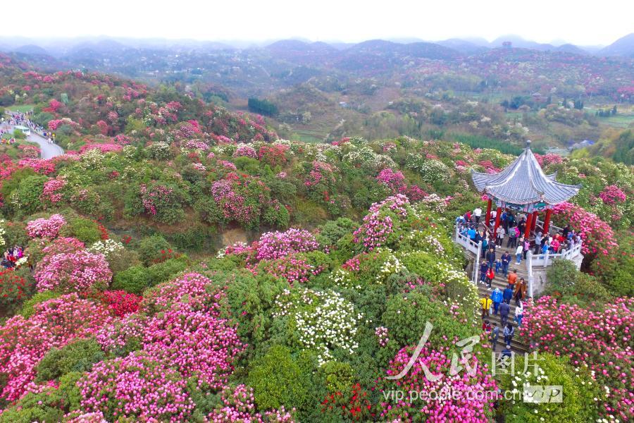 3月31日,貴州畢節百里杜鵑花相繼綻放,前來賞花遊客如織.