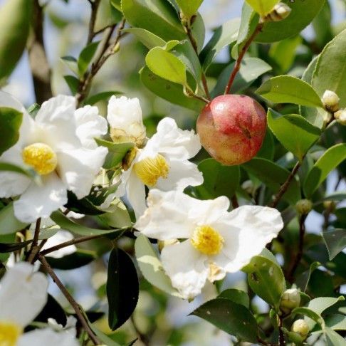 茶花,茶果,丰收!