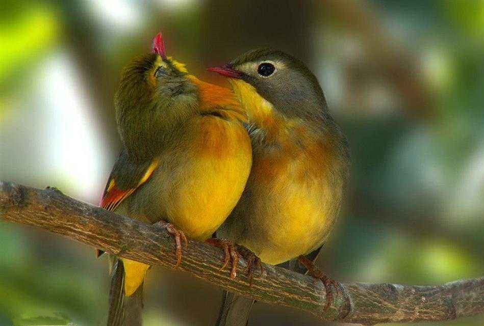 欲把相思说似谁,浅情人不知. 转载自百家号作者:墨墨文香