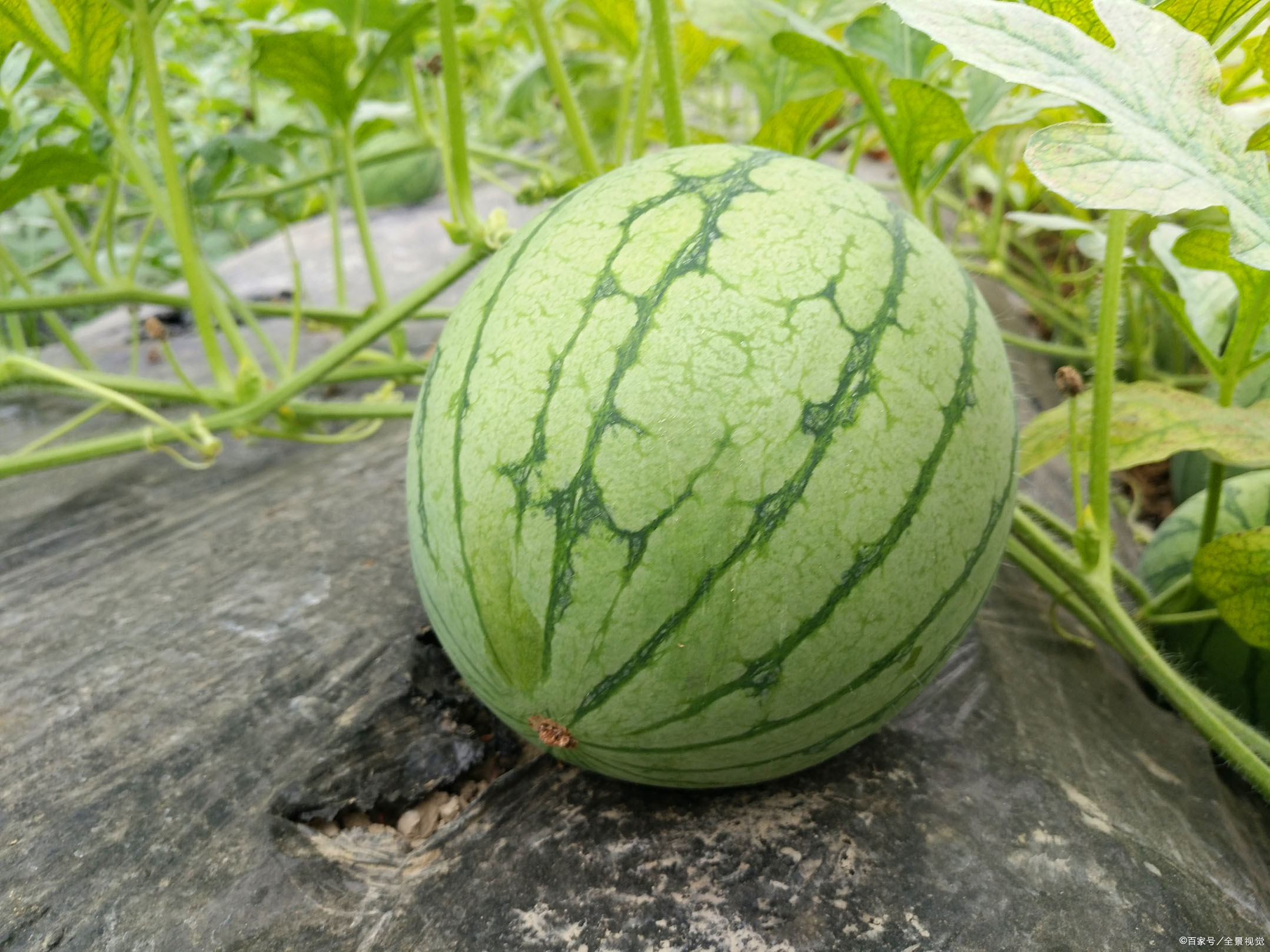 瓜苗- 热门商品专区