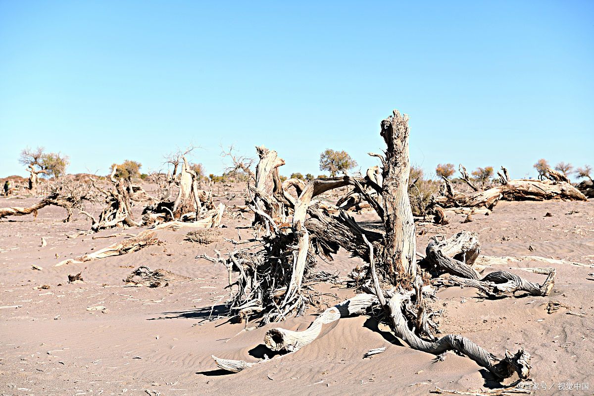 十万个如果:如果乱砍乱伐会怎么样(图片素材来源于网络)